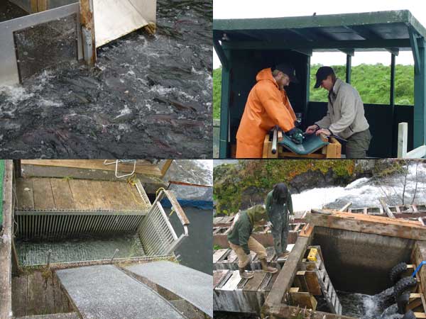 Clockwise from upper left salmon entering the fish pass the adult sampling station field personnelmaintaining the fish pass and the exit passing gate where fish are counted and released above the falls