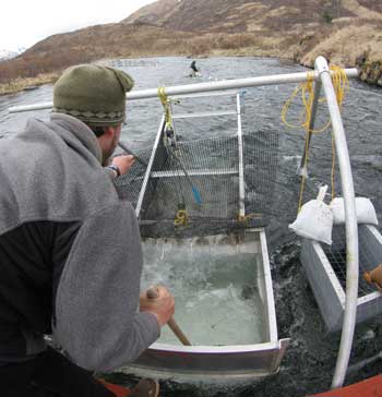 Field personnel checks the smolt trap