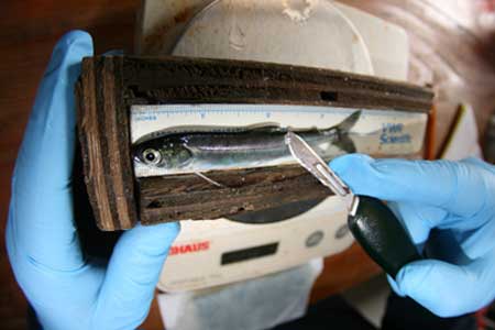 Taking age weight and length of sockeye smolt