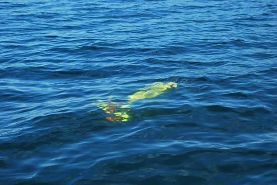 The AUV cruising at a 1meter depth