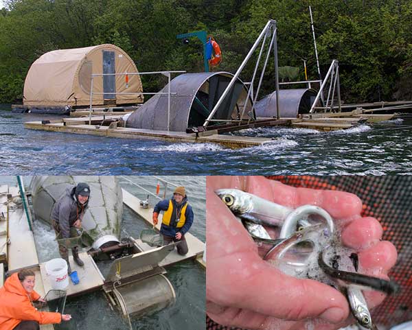 Clockwise from top Weatherport sampling station and smolt traps in the Chignik River sockeye smoltfield personnel checking the live box