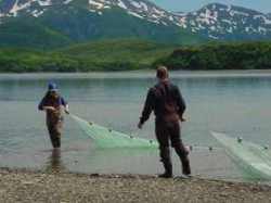 Figure 6 Beach seining in Chignik Lagoon