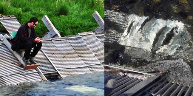 ADFG personnel identifies and counts fish as they pass through the weir