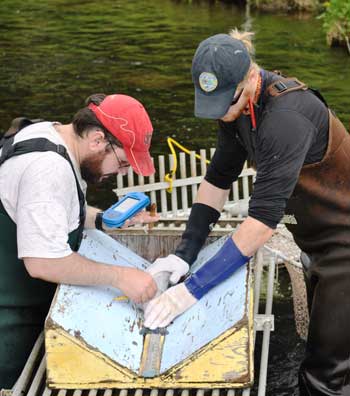 ADFG personnel take length measurement and scale sample for age determination