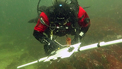 ADFampG diver surveying sea cucumbers