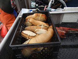 Geoducks harvested during a commercial fishery
