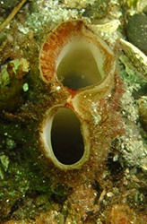 Geoduck siphon observed on a survey transect