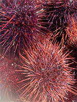 Red sea urchins