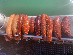 Sea cucumber samples for weight estimates