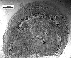 Magnified scale collected from a 890 mm female Chinook salmon