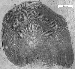 Magnified scale collected from a 740 mm male Chinook salmon