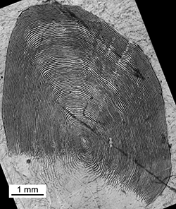 Magnified scale collected from a 735 mm female Chinook salmon