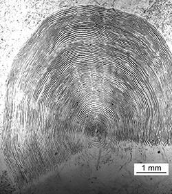 Magnified scale collected from a638 mm female Chinook salmon