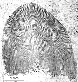 Magnified scale collected from a 500 mm male Chinook salmon