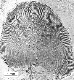 Magnified scale collected from a 800 mm male Chinook salmon
