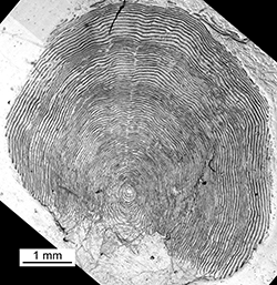 Magnified scale collected from a 830 mm female Chinook salmon