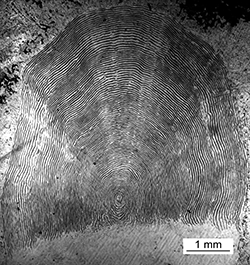 Magnified scale collected from a 810 mm female Chinook salmon