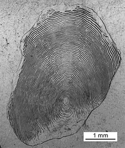 Magnified scale collected from a 732 mm female Chinook salmon