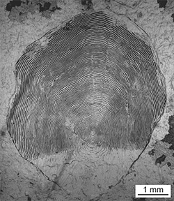 Magnified scale collected from a 766 mm female Chinook salmon