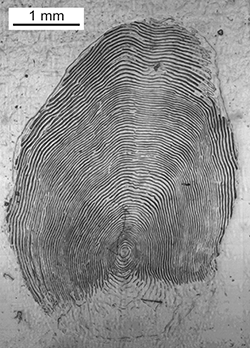 Magnified scale collected from a 765 mm female Chinook salmon