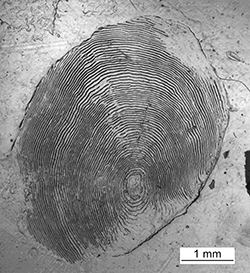 Magnified scale collected from a 765 mm male Chinook salmon