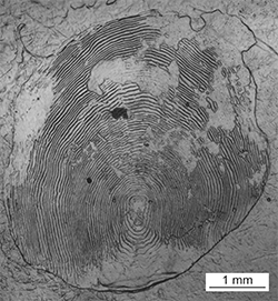 Magnified scale collected from a 728 mm male Chinook salmon