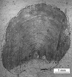 Magnified scale collected from a 696 mm male Chinook salmon