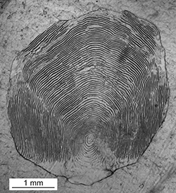 Magnified scale collected from a 686 mm male Chinook salmon