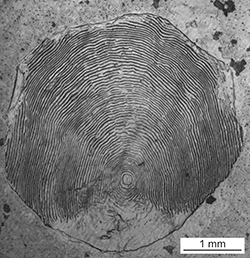 Magnified scale collected from a 658 mm male Chinook salmon