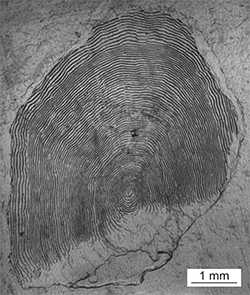 Magnified scale collected from a 829 mm female Chinook salmon
