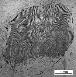 Magnified scale collected from a 614 mm male Chinook salmon