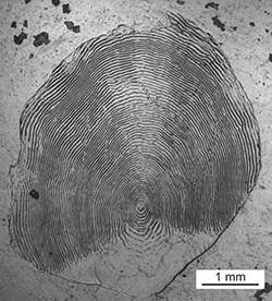 Magnified scale collected from a 689 mm male Chinook salmon