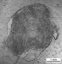 Magnified scale collected from a 824 mm male Chinook salmon