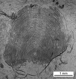 Magnified scale collected from a 639 mm female Chinook salmon