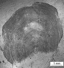 Magnified scale collected from a 873 mm female Chinook salmon