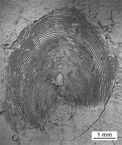 Magnified scale collected from a 838 mm female Chinook salmon