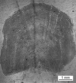 Magnified scale collected from a 894 mm female Chinook salmon