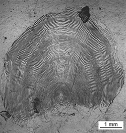 Magnified scale collected from a 747 mm female Chinook salmon