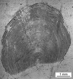 Magnified scale collected from a 796 mm female Chinook salmon