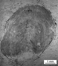 Magnified scale collected from a 818 mm female Chinook salmon