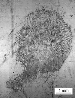 Magnified scale collected from a 840 mm female Chinook salmon