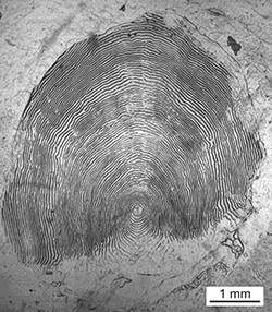 Magnified scale collected from a 759 mm female Chinook salmon