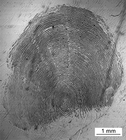 Magnified scale collected from a 782 mm male Chinook salmon