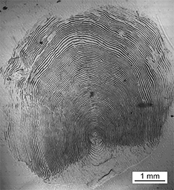 Magnified scale collected from a 955 mm male Chinook salmon