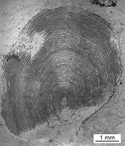 Magnified scale collected from a 809 mm male Chinook salmon