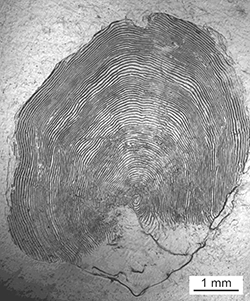 Magnified scale collected from a 798 mm Chinook salmon