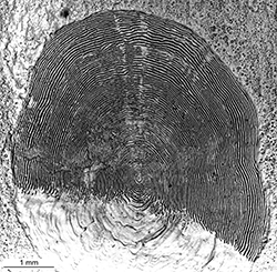 Magnified scale collected from a 770 mm female Chinook salmon