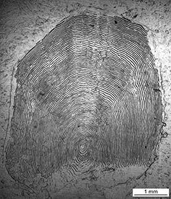 Magnified scale collected from a 720 mm female Chinook salmon