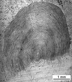 Magnified scale collected from a 595 mm male Chinook salmon