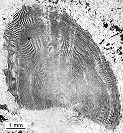 Magnified scale collected from a 985 mm male Chinook salmon